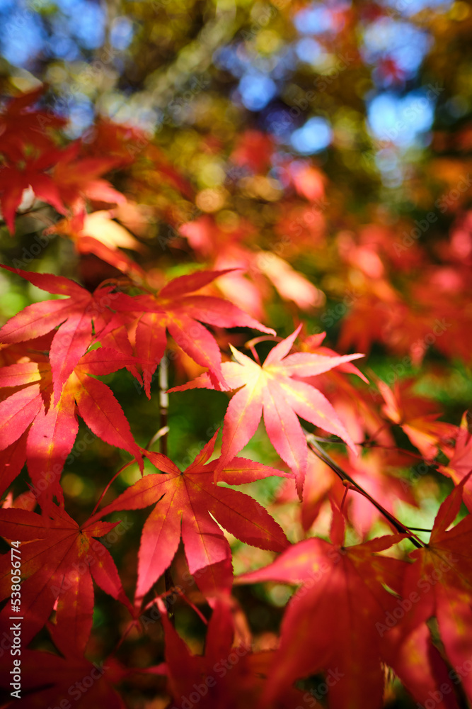 Colorful and bright background made of fallen autumn leaves Colorful and bright background made of fallen autumn leaves