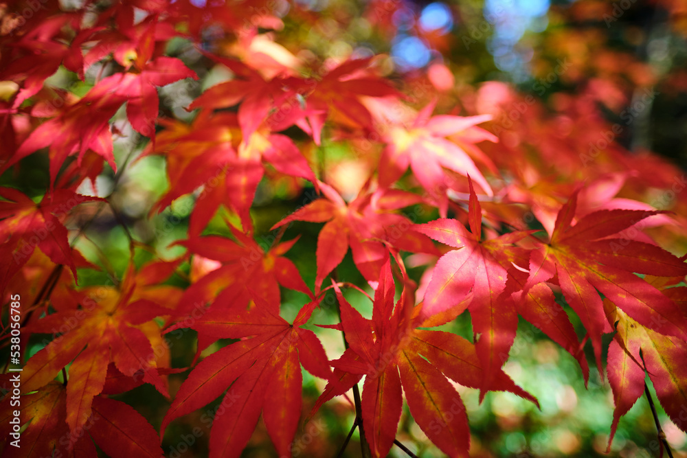 Colorful and bright background made of fallen autumn leaves Colorful and bright background made of fallen autumn leaves