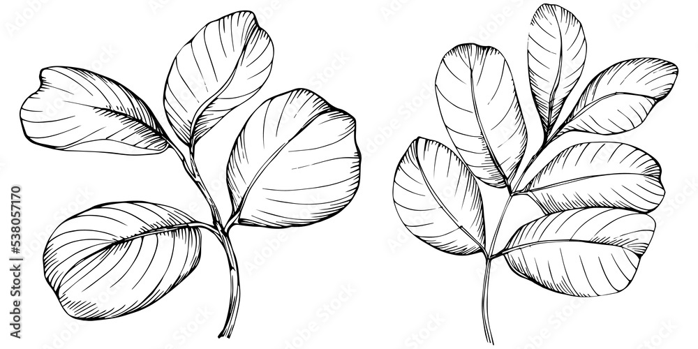 Carob sketch drawing illustration. Carob tree nature engraved style illustration. Detailed plants product. The best for design logo, menu, label, icon, stamp.