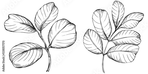 Carob sketch drawing illustration. Carob tree nature engraved style illustration. Detailed plants product. The best for design logo, menu, label, icon, stamp. © samiradragonfly