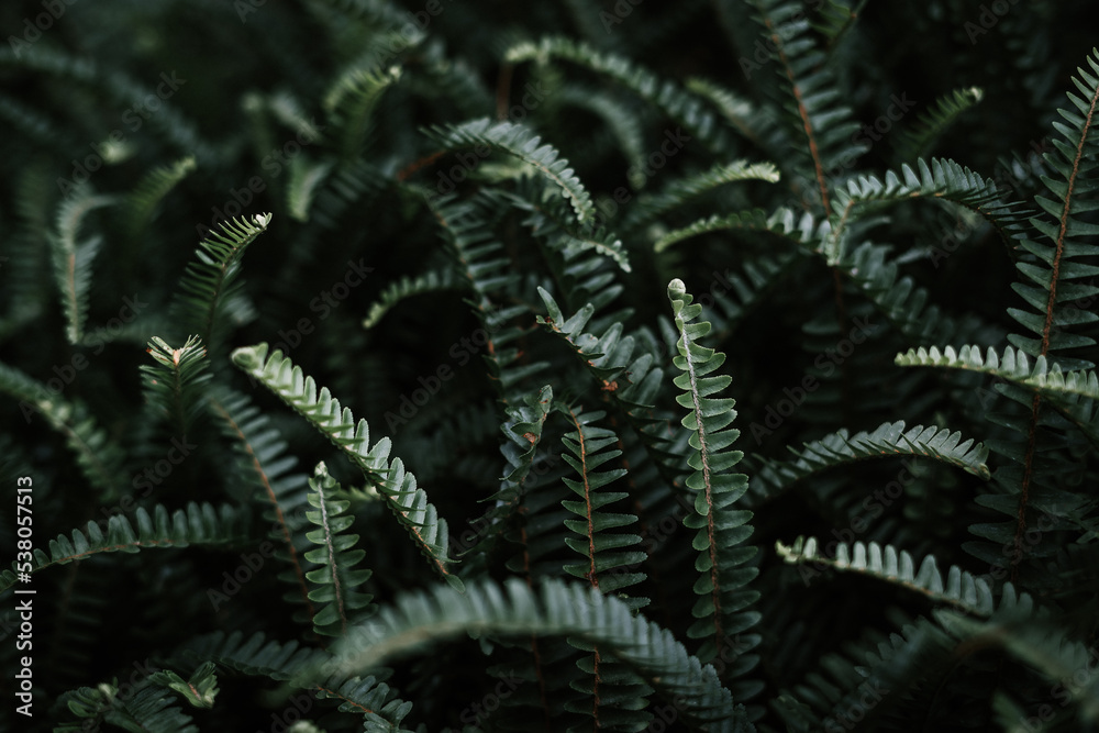 Fototapeta premium Green fern in the dark.