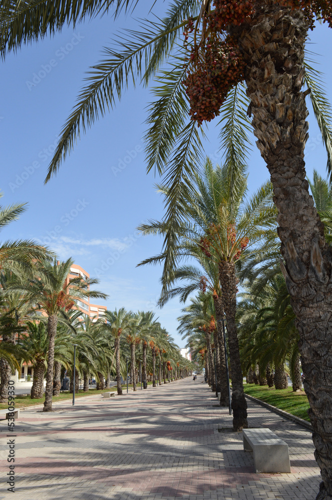 palm trees in the park near the beach