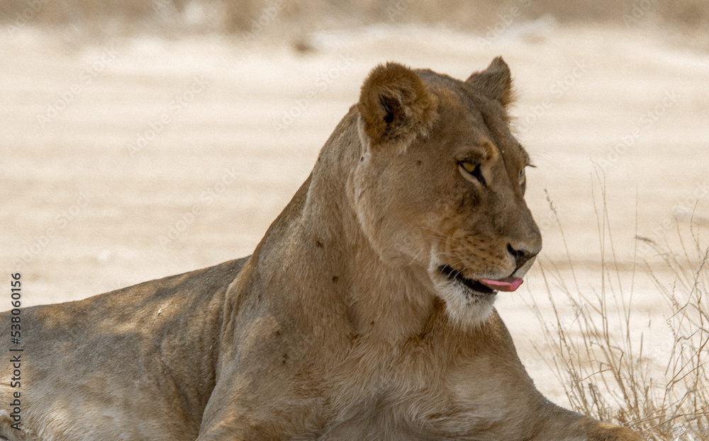 Young Kgalagadi lioness lying down 3/4 view