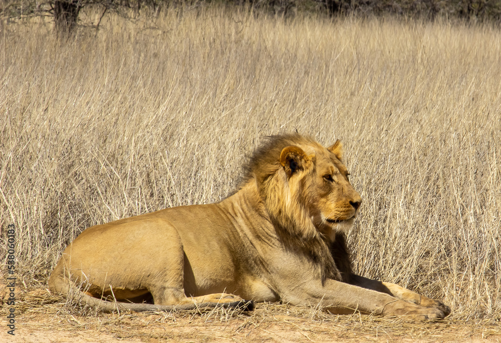 Mature lion side view sitting in grassland
