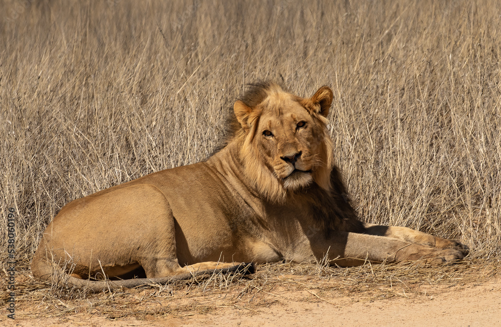 Wild African lion stares into camera, sitting down