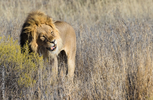 Obraz na płótnie Mature lion chews in grasslands standing w salonie