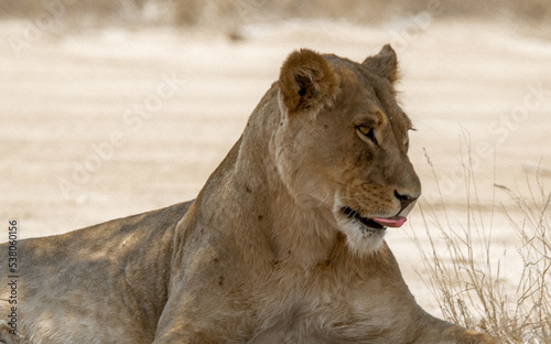 Obraz na płótnie Young Kgalagadi lioness lying down 3/4 view w salonie