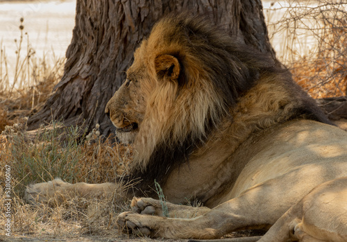 Obraz na płótnie Mature, black-maned Kgalagadi lion close up side view w salonie