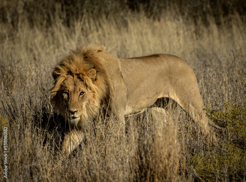 Obraz na płótnie Lion stares into camera standing at dusk w salonie