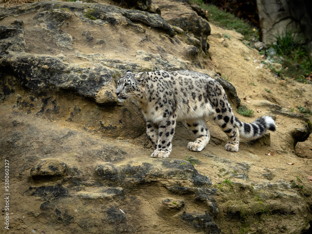 Snow leopard