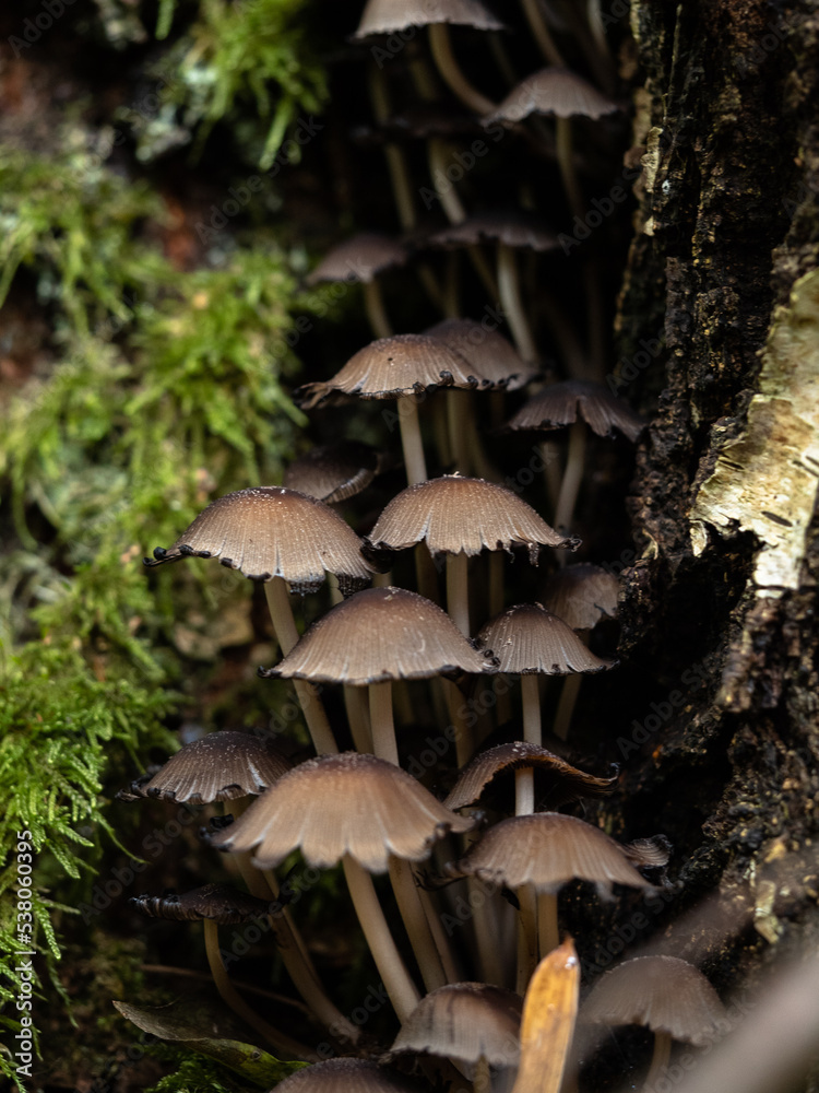 Fototapeta premium Group of mushroom