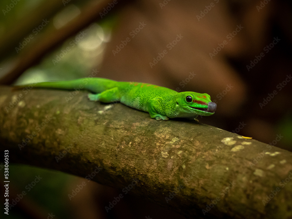 Phelsuma madagascariensis Madagascar day gecko on branch