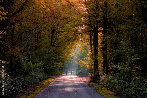 Landscape view of small street with colourful golden yellow and orange leaves and mist or fog in the morning, Soft sunlight shining through the tree along the side of road, Nature autumn background.