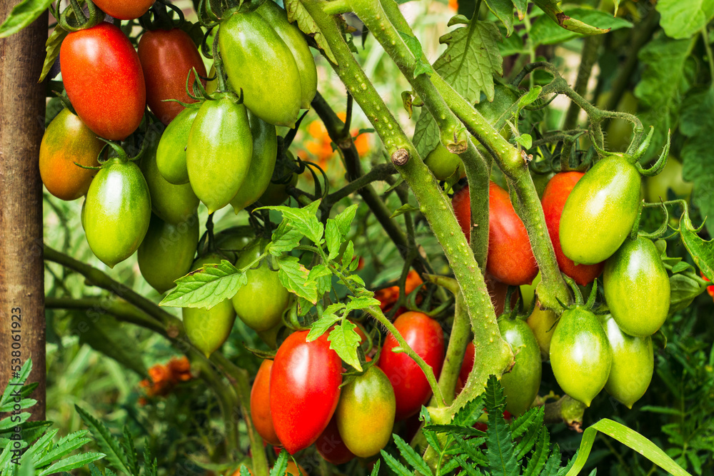Home grown plum tomatoes, also known as a processing tomato or paste tomato. Bunch of tomatoes on the bush. Rich harvest of plum tomatoes in vegetable garden