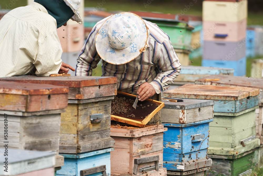 Revision of hives before wintering. Beekeepers (a married couple) assess the condition of bees and hives. Revision of hives before wintering. Beekeepers (a married couple) assess the condition of bees and hives.