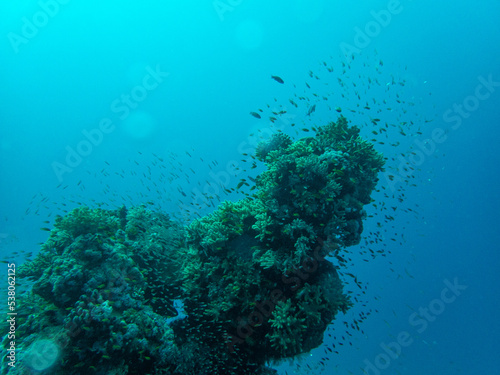Underwater landscape in Egypt, Red sea