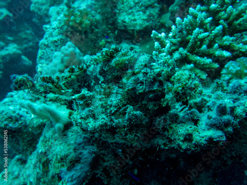 Scorpion fish in Red Sea