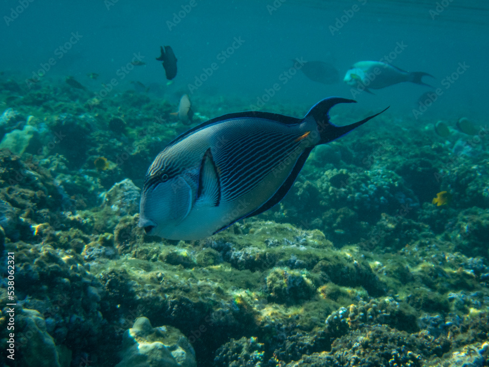 Fototapeta premium Sahel surgeon fish in Egypt