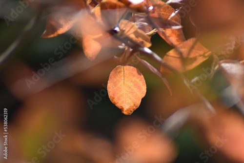 Herbstlaub - Felsenbirne im Herbst