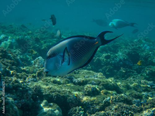 Sahel surgeon fish in Egypt © Adrian