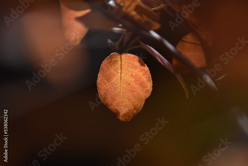 Herbstlaub - Felsenbirne im Herbst mit roten Blättern