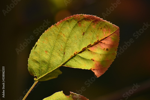 Herbstlaub - Felsenbirne im Herbst