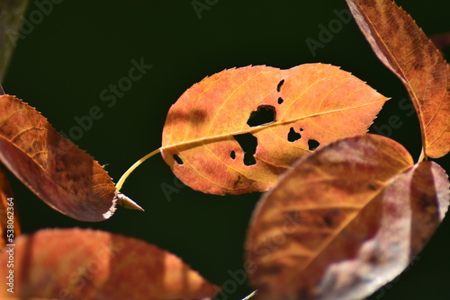Herbstlaub im Gegenlicht - Felsenbirne im Herbst