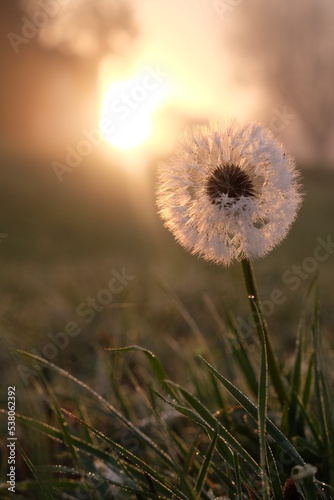 dandelion in the field