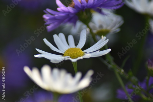 Blühende Kamille (Matricaria) in der Herbstsonne zwischen Herbstastern