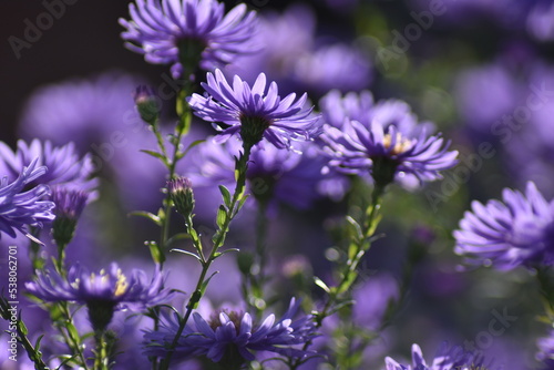 Blühende Herbstastern in der Herbstsonne