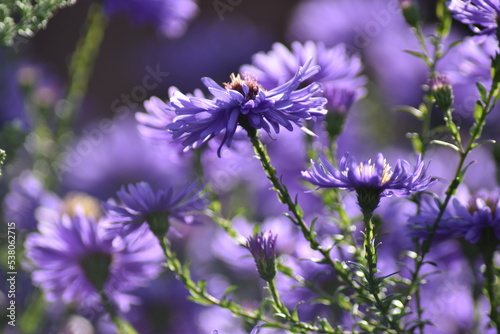 Bl  hende Herbstastern in der Herbstsonne