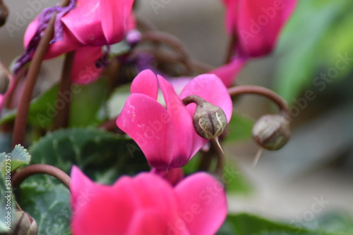 Blühendes Alpenveilchen