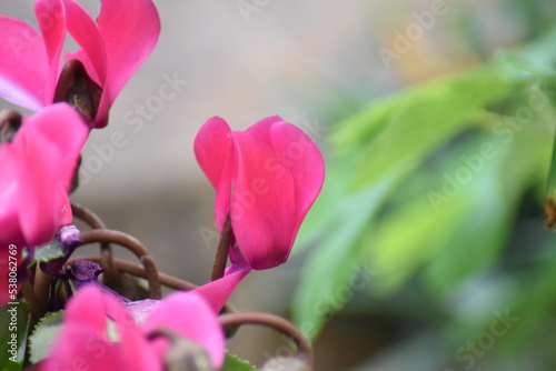 Blühendes Alpenveilchen
