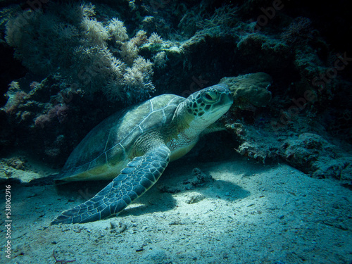 Green turtle in Red sea  Egypt