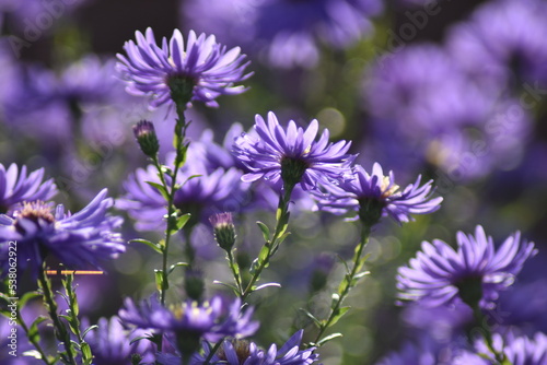 Blühende Herbstastern in der Herbstsonne