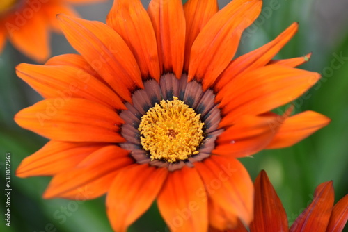 Blühende Gazanie (Gazania)