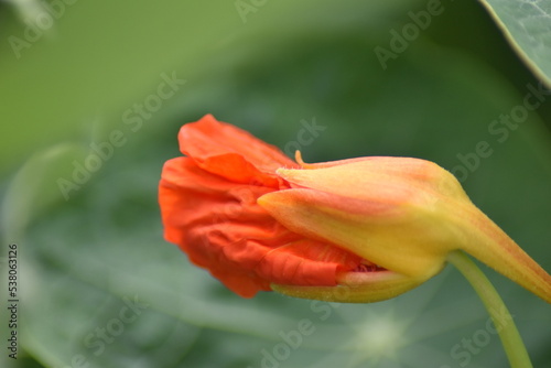 Aufgehende Blüte einer Kapuzinerkresse (Tropaeolum)