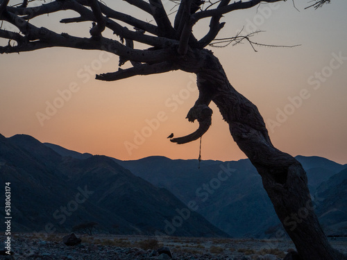 Acacia tree infront of sunset in the Sahara in Egypt, silhouette