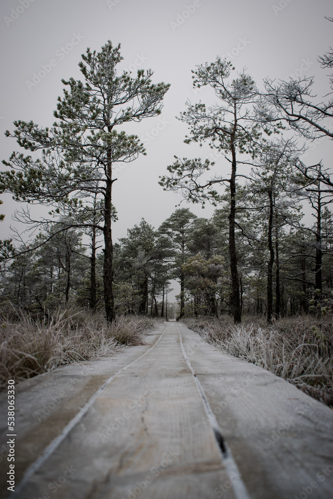 Icy wooden plank trail through the beautifully mystic Latvian heath Icy wooden plank trail through the beautifully mystic Latvian heath