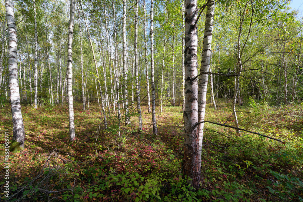 Fototapeta premium Silver birch wood in Grand-Voyeux Regional Nature Reserve . Île-de-France region