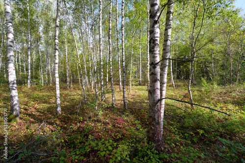 Silver birch wood in Grand-Voyeux Regional Nature Reserve .   le-de-France region