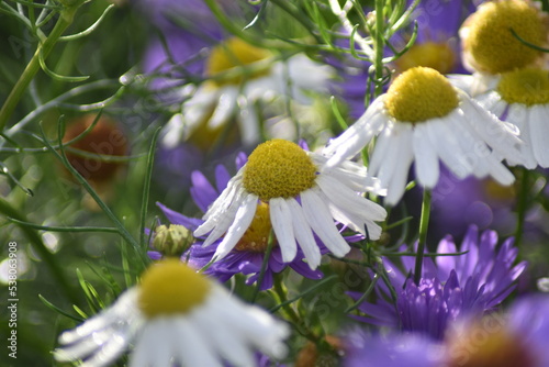 Blühende Kamille (Matricaria) in der Herbstsonne mit Tautropfen