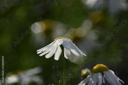 Blühende Kamille (Matricaria) in der Herbstsonne mit Tautropfen