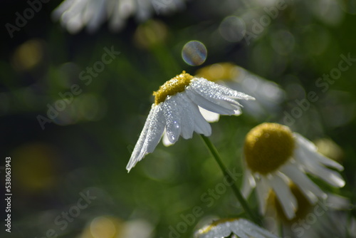 Blühende Kamille (Matricaria) in der Herbstsonne mit Tautropfen