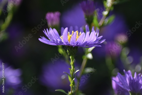 Blühende Herbstastern in der Herbstsonne