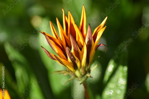 Aufgehende Blüte einer Gazanie (Gazania)
