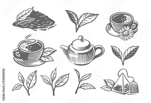 Green tea sketch. Leaves drawing