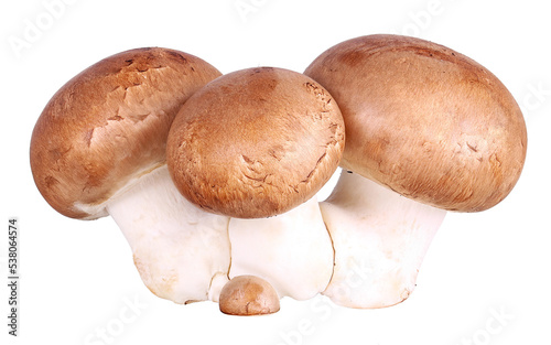 Group of brown champignons, transparency 