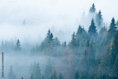 Landscapes pines, foggy morning