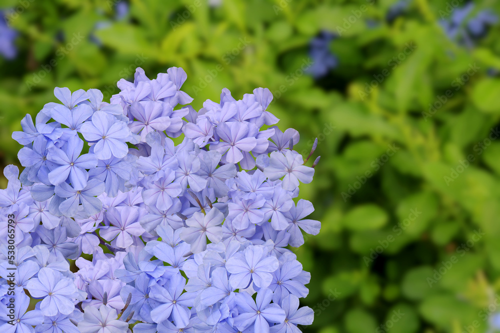 Close-up photo of beautiful hydrangea flowers in the garden on a blurry background for background and textures. Close-up photo of beautiful hydrangea flowers in the garden on a blurry background for background and textures.